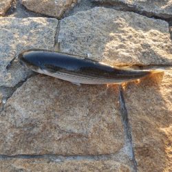 どうやったらええねん⁇淀シーHelp me‼